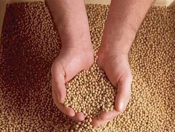 Nhập khẩu thức ăn chăn nuôi tăng 40,6%