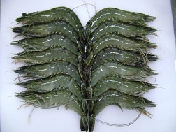 Mỹ áp thuế chống trợ giá đối với tôm đông lạnh Việt Nam