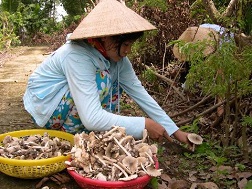 Trên 500 ngàn/kg nấm mối