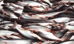 ĐBSCL xuất khẩu 237.000 tấn cá tra