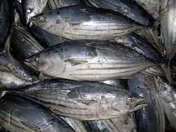 Cá ngừ vằn Việt Nam gặp khó tại Mỹ