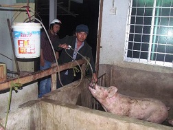 Bắt quả tang cơ sở giết mổ trái phép đang bơm nước vào heo
