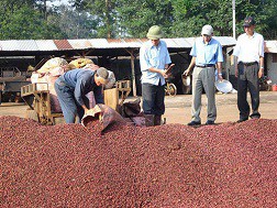 Lo mất trắng thương hiệu cà phê Buôn Ma Thuột