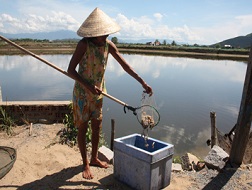 Nông dân thị xã Ninh Hòa đứng ngồi không yên vì tôm chết. 