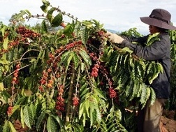 Sản lượng càphê niên vụ 2013-2014 sẽ giảm 25%