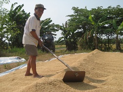 Lúa thơm cũng ùn ứ đầu ra