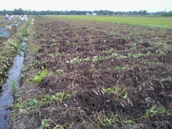 Nông dân Vĩnh Long không thu hoạch khoai lang vì giá thu mua quá thấp. Ảnh: Q.D