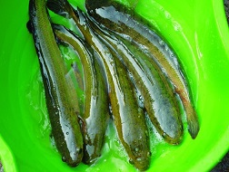 Thuỷ sản nuôi tăng giá