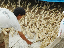 Giá thức ăn chăn nuôi tại Việt Nam luôn cao hơn các nước trong khu vực