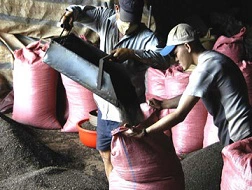 Cấm DN FDI thu mua nông sản: Chắc gì nông dân lợi!