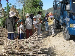 Nhiều người ở huyện Đồng Xuân đổ xô chặt cây sắn về bán cho thương lái vận chuyển bằng xe tải