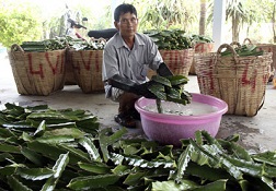 Cơ sở cung cấp giống thanh long ruột đỏ của ông Lê Đắc Vinh ở xã Dương Thông Hội 