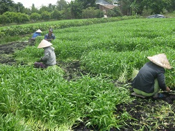 Thu hoạch rau muống tại HTX rau an toàn Hòa Phát