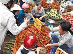 Trái cây các loại đang đổ về tràn ngập các chợ thành phố. 