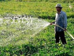 Nông dân H.An Phú (An Giang) trồng bắp lai thay lúa