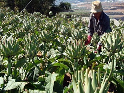 Hiện giá bông a ti sô tươi tăng 3 - 4 lần so với cùng thời điểm năm ngoái