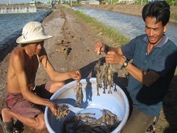 Giá tôm ở vùng ĐBSCL bắt đầu giảm, nông dân lo lắng.