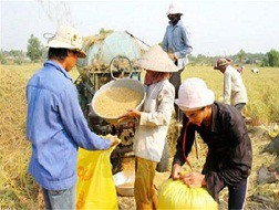 Gạo Việt Nam: Đứng đầu nhưng chưa có thương hiệu