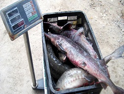 Phát hiện nhiều vụ mất an toàn vệ sinh mức độ cao