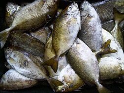 Cá chết do mật độ nuôi quá dày