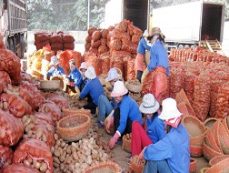 Khoai tây hồng Trung Quốc được nhập qua cửa khẩu Lào Cai