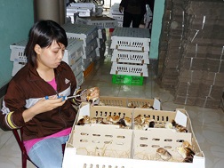 Tiêm phòng cho đàn gà giống 