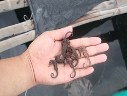 Cá ngựa chết, nông dân chỉ còn biết đem ngâm rượu.