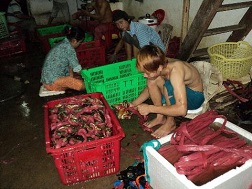 Những người thợ đang đeo &ldquo;gông" cho cua bằng dây nilông ngâm sẵn trong nước