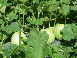 Thu tiền tỷ từ dưa lê