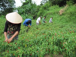 Ớt được mùa kép