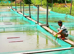 Anh Luông bên ao nuôi cá lóc giống. 