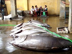 Giải pháp nào "cứu" cá ngừ?