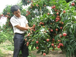 Vườn vải của ông Nguyễn Văn Thắng ở thôn Trại 3, xã Quý Sơn (Lục Ngạn, Bắc Giang) sản xuất sạch theo VietGAP nhưng bán theo giá chung của thị trường.