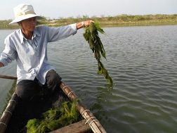 Ông Hà Xuân Vạch kiểm tra và thu nhặt số cá chết trong hồ nuôi của mình.