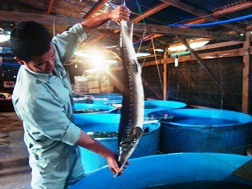 Cá tầm thế hệ bố mẹ.