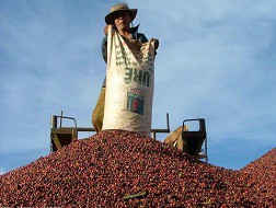 Cà phê Việt Nam đang hấp hối?