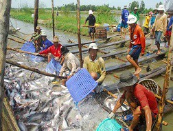 Người nuôi cá tra tiếp tục bị lỗ