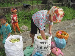 Đào Mẫu Sơn được giá