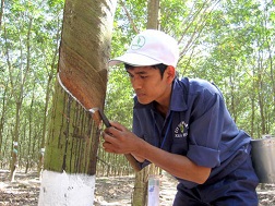 Khai thác cao su tại một nông trường cao su ở Tây Ninh
