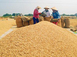 Giá lúa liên tục giảm