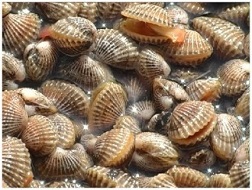 Sò huyết trúng mùa được giá