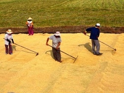 Bộ trưởng Nông nghiệp lý giải về sản lượng lúa tăng, giá lúa giảm