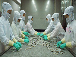 Quy định kiểm tra thủy sản bị “tuýt còi”
