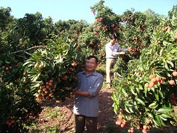 Vải thiều Bắc Giang tiêu thụ thuận lợi