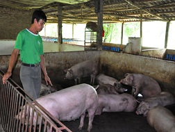 Ông Vũ Ngọc Sơn kiểm tra đàn lợn trong trang trại của gia đình.