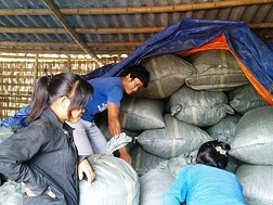 Một điểm thu gom cây dược liệu cho thương lái Trung Quốc tại tỉnh Thanh Hóa