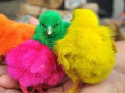 Lật tẩy gà "lông nhung" xanh đỏ đủ màu ở Phú Yên