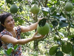 Bưởi da xanh tăng giá kỷ lục