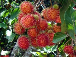 Chôm chôm được giá