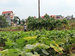 Một khu ruộng trồng rau sạch tại xã Yên Mỹ, huyện Thanh Trì (Hà Nội)